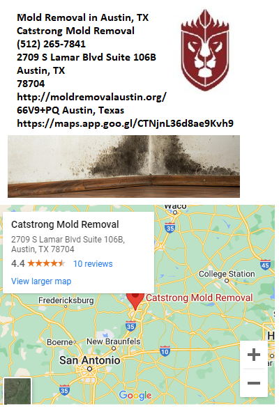 Mold Removal Wall